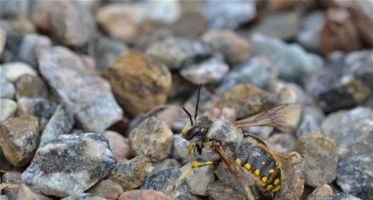 Une Abeille cotonnière (1)