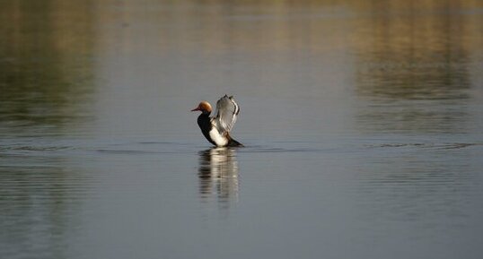 Vue sur le dessous des ailes...