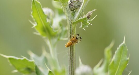 Xyphosia miliaria