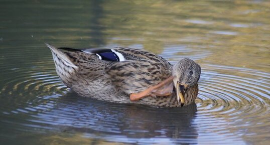 Colvert - femelle