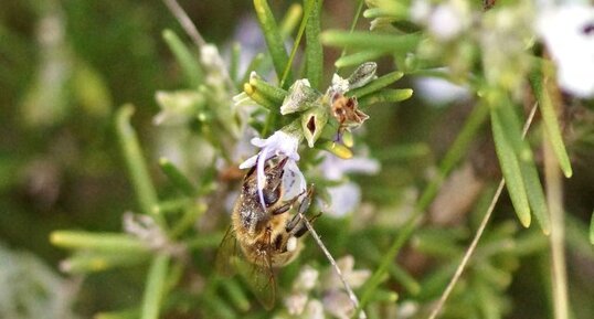 Abeille domestique