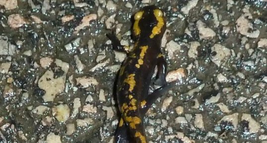 Petite Salamandre tâchetée