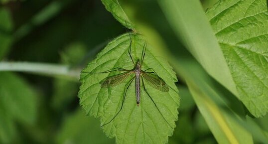 Tipula luna