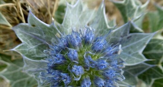 Fleur de panicaut maritime