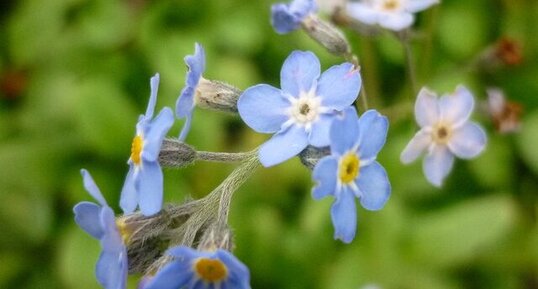 Myosotis