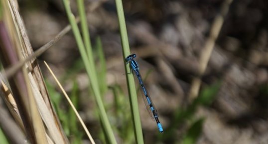 Agrion porte-coupe