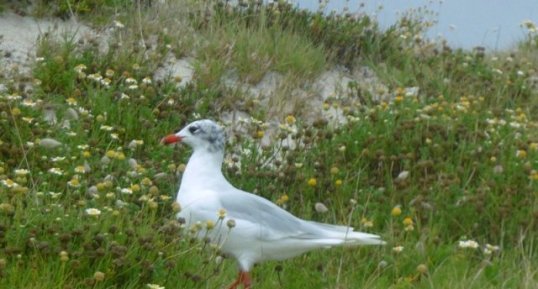 Mouette rieuse