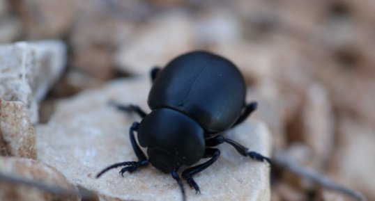 Timarcha tenebricosa