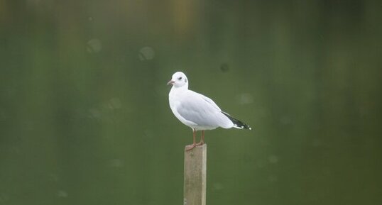 Mouette sp.