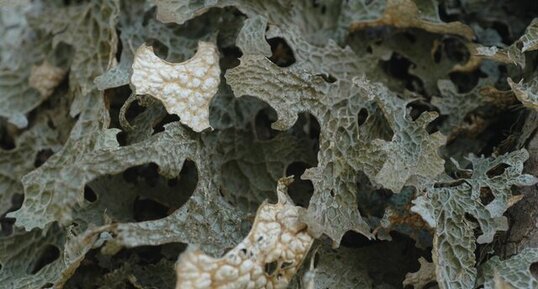 Lobaria pulmonaria