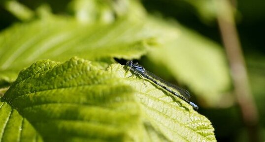 Agrion porte coupe - sous réserve