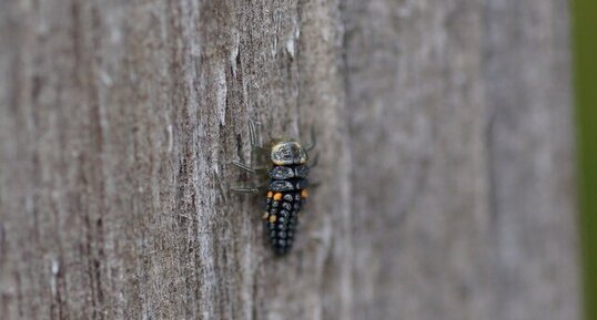 Larve de Coccinelle, mais laquelle ?