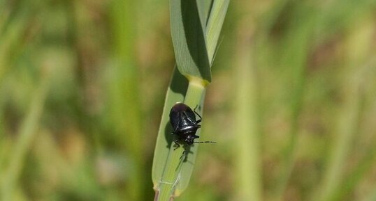 Zicrona coerulea