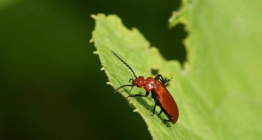 Pyrochroa serraticornis