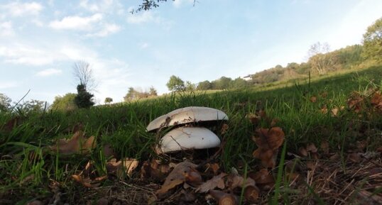 Rosé des prés ou agaric champètre (Agaricus campestris)