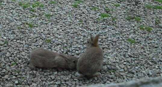 Lapins sauvages