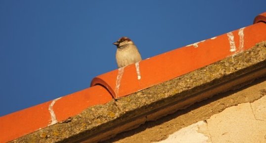 Moineau domestique - mâle