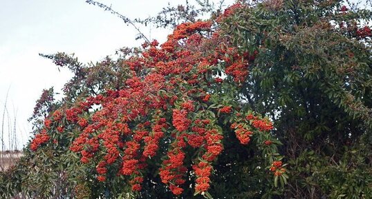 Pyracantha