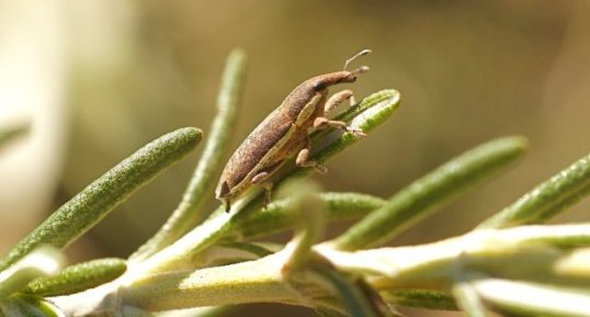 Lixus ochraceus - à confirmer