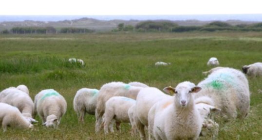 Moutons de pré salé