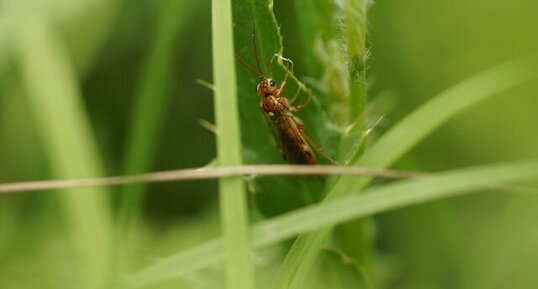 Tenthredopsis sordida - sous réserve