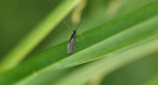 Epichnopterix sp. - sous réserve