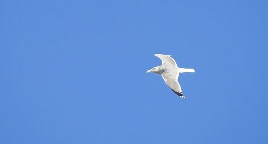 Goéland argenté