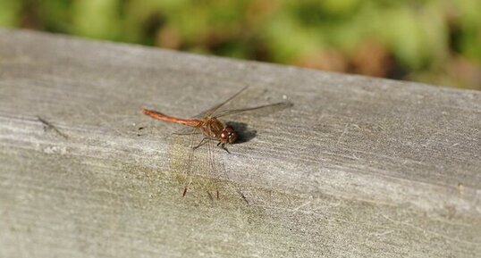 Sympetrum striolatum - mâle