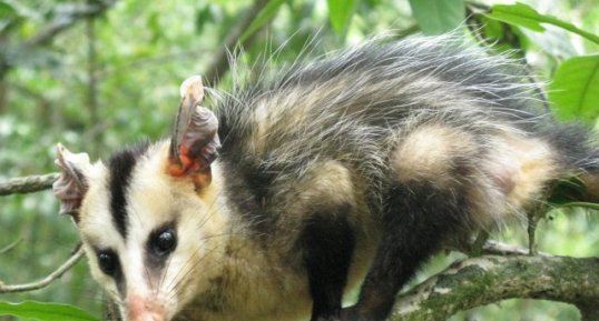 Didelphis albiventris