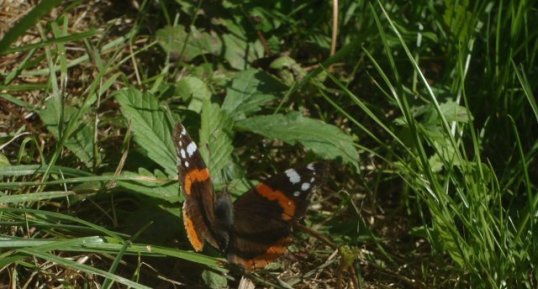 Vulcain, Vanessa atalanta