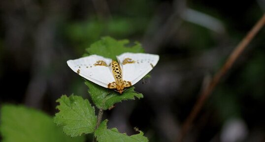 Papillon nocturne ?