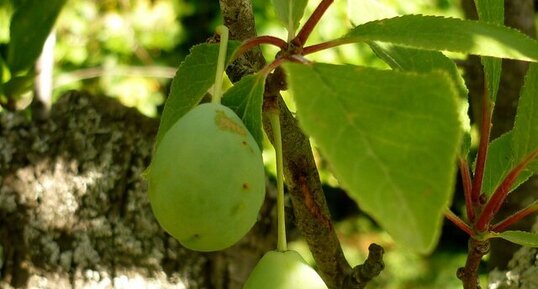 Prunes "Sainte Catherine"