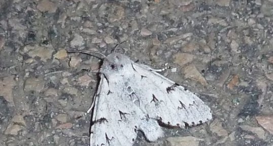 "Noctuelle de l'érable" Arctomyscis(Acronicta) aceris. Noctuelle.