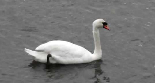 Cygne tuberculé