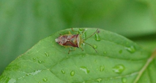 Acanthosoma haemorrhoidale