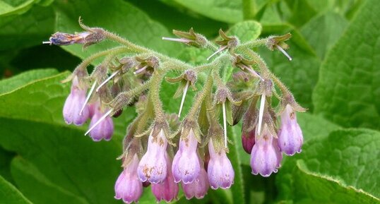 Consoude officinale ou grande consoude