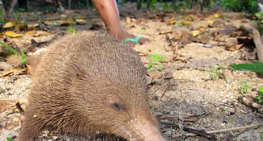 Tangue (Tenrec ecaudatus)