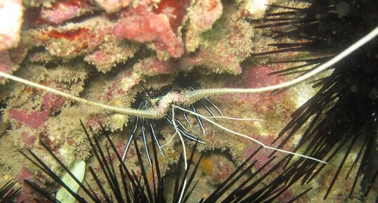 Langouste peinte (Panulirus versicolor)