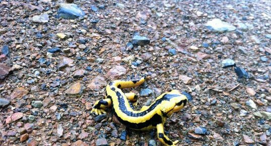 Salamandra fastuosa