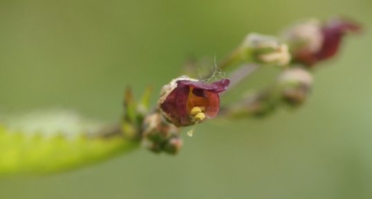 Fleur de Scrophularia sp.