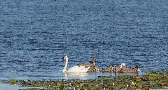 Famille de Cygnes tuberculés