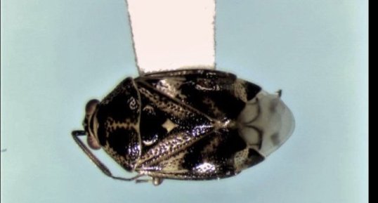 Deraeocoris nebulosus