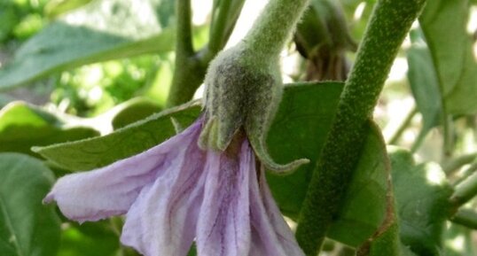 Fleur d'aubergine