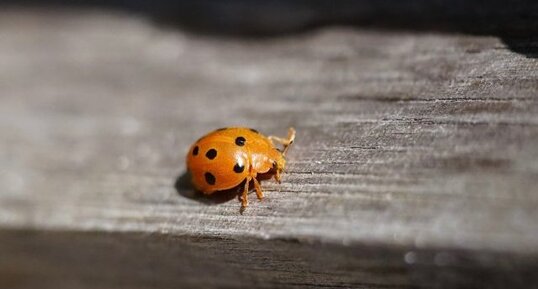 Coccinelle de la Bryone