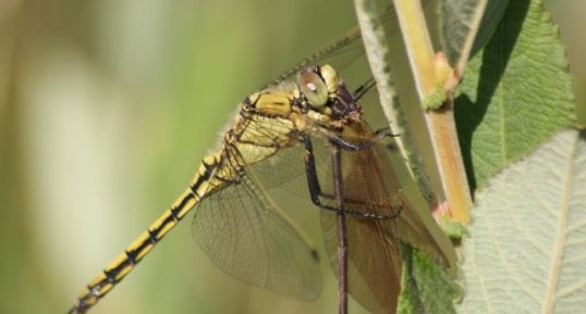 Orthetrum cancellatum VS Calopteryx hemorrhoïdalis