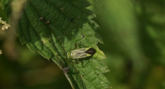 Adelphocoris lineolatus ou Stenotus binotatus