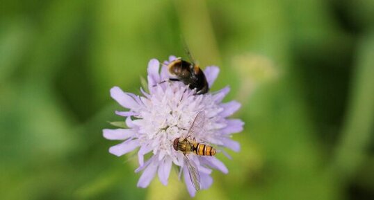 Syrphe ceinturé et Volucelle bourdon en arrière plan