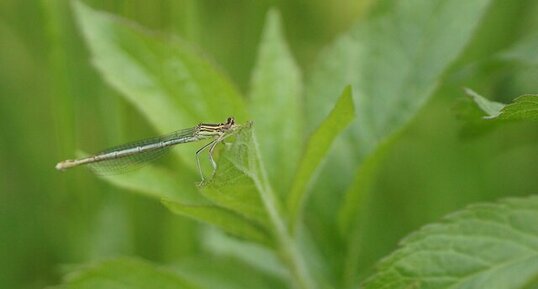 Agrion à larges pattes