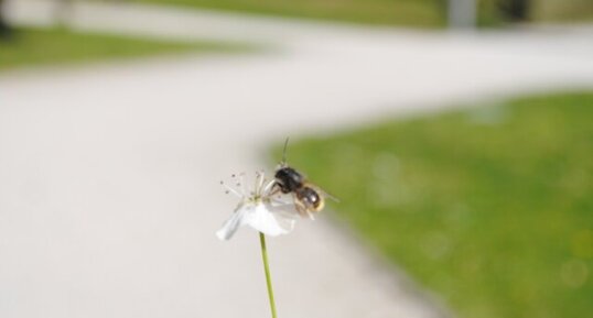 Abeille sur une fleur