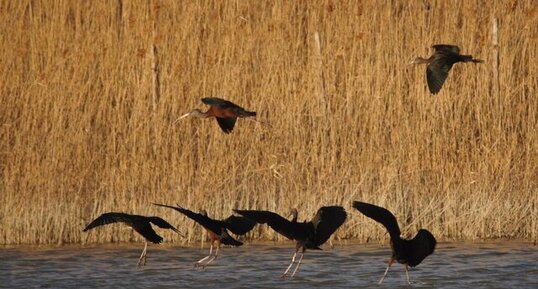 Ibis falcinelle